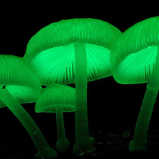 vsu-circles-mushrooms.jpg